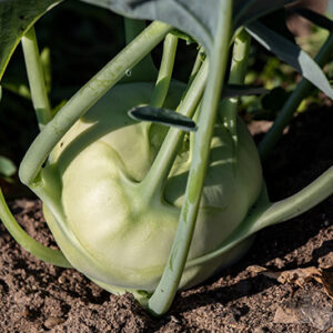 Kohlrabi